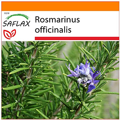 SAFLAX - Garden in the Bag - Rosmarino - 100 semi - Rosmarinus officinalis