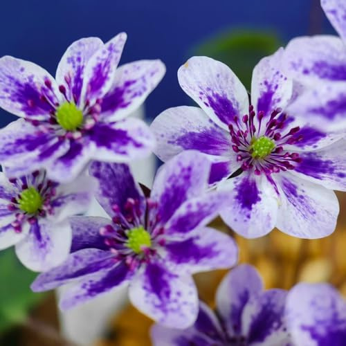 leberblümchen leberblümchensamen herbstblumen winterhart, wildkräuter winterharte garten seltene deko 300pcs