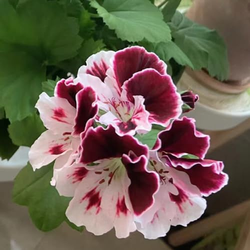 Geranios colgantes - Pelargonium - pradera de decorativas perenne semillas de balcón Decoración orgánica balcones interior raras 250semillas