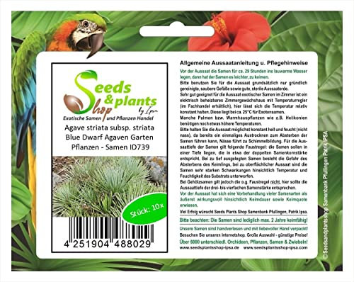 Stk - 10x Agave striata subsp. striata Blue Dwarf Agaven Garten Pflanzen - Samen ID739 - Seeds & Plants Shop by Ipsa
