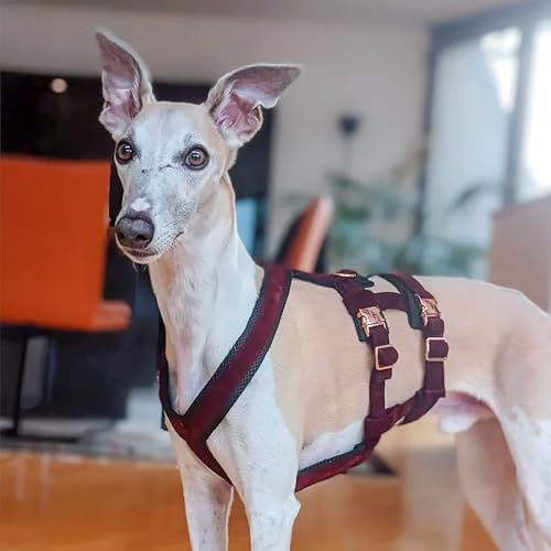 EDEL&SCHNELL Sicherheitsgeschirr für Hunde, ausbruchsicheres Hundegeschirr Größe M aus Samt in dunkelrot, Panikgeschirr mit 2 Bauchgurten, ideal für Windhunde, inkl. Leine und Halsband