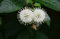 50 + Knopf Bush/HoneyB (Cephalanthus occidentalis) Samen Zierstrauch I75
