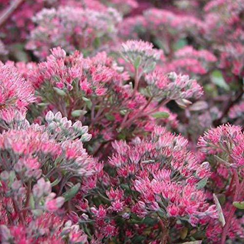 6 x Orpin 'Ruby Glow' - Sedum 'Robustum' (= 'Ruby Glow') - Godet 9x9 cm, Fleurs Rouge Profond, Résistant à la Sécheresse