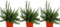 Pack de 3 plantas aromáticas de Romero Rastrero, 20-30 cm. Rosmarinus officinalis prostratus. Planta aromática de follaje denso. Segura Garden.