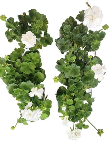 Geranio Blanco |Pack 6 Unidades |DECOALIVE | Geranios con Flores Blancas