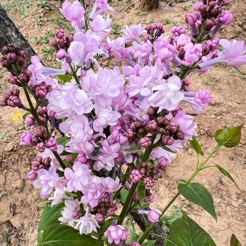 semillas resistentes de lilas - decorativa balcón parterre elevado variedades antiguas 550pcs
