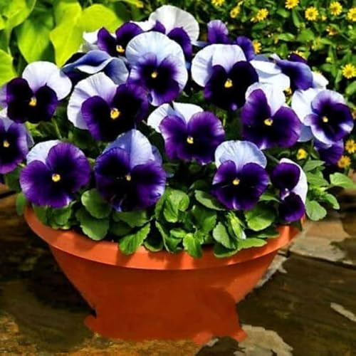 Buy4seeds 100 Seeds Flower - Pansy Swiss Giant Lord beaconsfield Viola wittrockiana