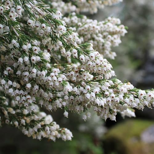 semillas de brezo, perenne de brezo, variedades antiguas, primavera raras, decoración de salón, macizo 125pcs