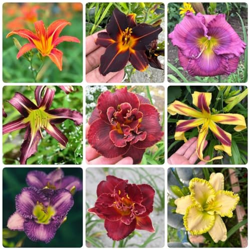 Semi di daylily, Hemerocallis fulva, perenni resistenti agli emerocallidi, all'esterno per luoghi soleggiati esotici 50pcs