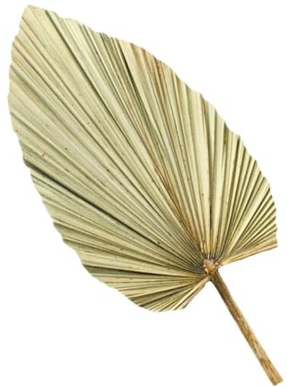 ibasenice Hojas de Palma Seca Natural para Decoración de Pared, Material Madera Duradero, Adecuado para Bodas y Actividades Temática Hawaiana