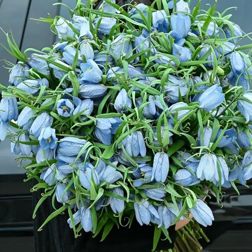 imperiale coronata primavera giardino rocce ufficio decorazione balconi riverdimento tetti decorativi balcone 8bulbi