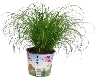 Papiro Natural en Maceta Planta Viva Cyperus Segura para Gatos y Otras Mascotas