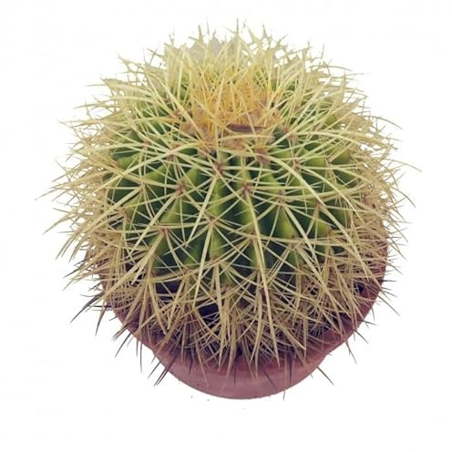 Cactus Grusonii Un Toque de Exotismo y Belleza Natural en tu Hogar