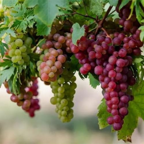 Grapevine Plant Vines, Fruit-Bearing, Suitable for Trellis Planting，Hardy Perennial, Excellent Display-Z-1Bulbs