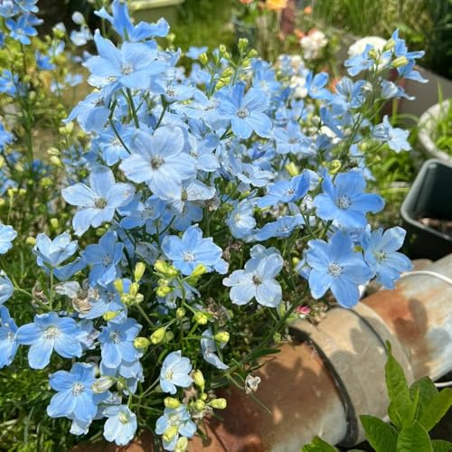 rittersporn - delphinium - winterharte für sonnige plätze bodendecker winterhart mehrjährig wiesensaatgut, schattenpflanzen balkonpflanzen 200samen