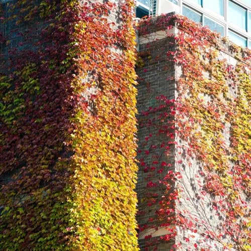 Parthenocissus tricuspidata in vaso tappezzanti raro giardino 1000semi