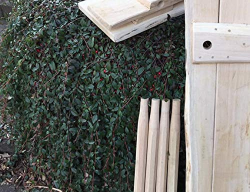 Sonder: Eichenbank 115 cm lang Sitzfläche aus einem Stück mit geraden Kanten ganz leicht gefast. Beine rund und schräg nach außen, jeweils diagonal nach außen zu den Ecken.