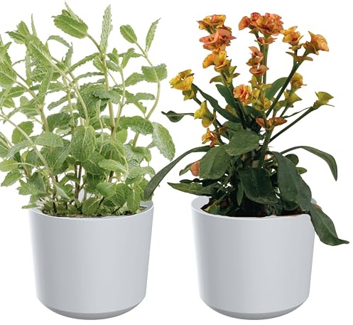 Zero Home - Blumentöpfe I 2 Stück Blumenübertopf Set I Übertopf 20 cm I Aus Haltbarem Material I Robust und Leicht I Hergestellt in EU I Simple Design I WEIß Matte - ⌀ 18 cm