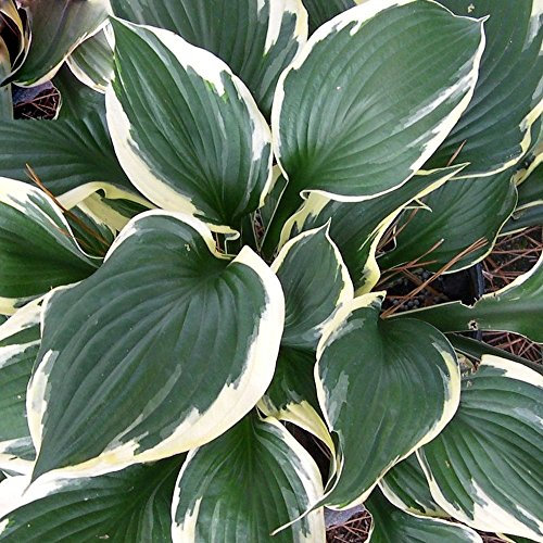 GardenersDream Hosta Patriot Plantain Lily – Hardy Perennial Deciduous Flowering Plant – Low Maintenance Outdoor Garden Ready Hosta Plants for Shaded Borders & Groundcover (3 Litre Pot, 30-40cm)