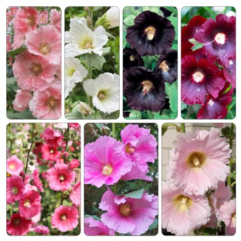 semillas de malva real, jardín decoración balcón interior 500pcs
