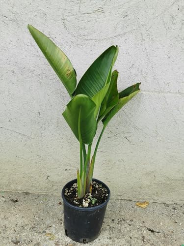 Pianta di Strelitzia Reginae, Uccello del Paradiso, Pianta Vera Ornamentale (Vaso 20 H90cm)