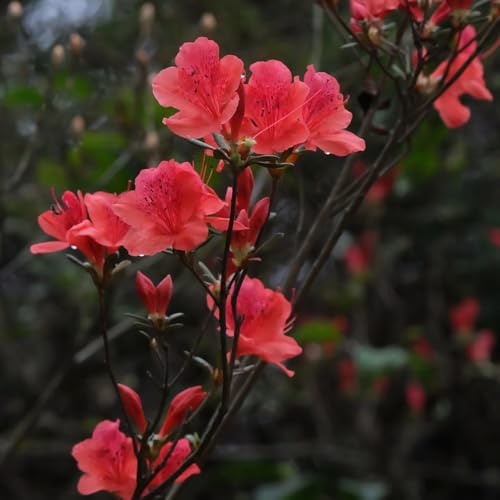 semi di rododendro, semi di azalee, varietà antiche azalea rustica, di campo biologici decorazione del giardino 80pcs