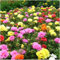100 Graines Semences - Pourpier à fleurs doubles - Chevalier d'onze heures - Portulaca - annuelles - 120