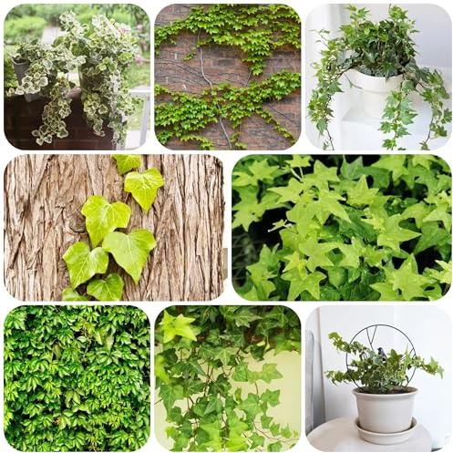 semi di edera resistenti perenni vasi per piante di piante piante medicinali sostenibile bonsai da interno decorazione del balcone piante rampicanti giardino di piante a 25pcs