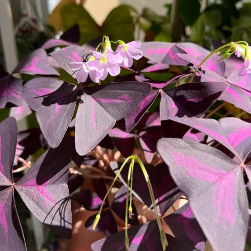 bulbi di oxalis triangularis - balcone resistenti da esterno da giardino decorazione roccioso 10pcs