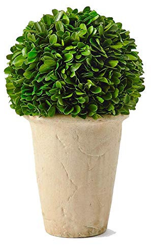 Real Preserved Boxwood Evergreen Potted Tree Globe Tree Topiary in Terracotta Planter, Home Hotel Office Decor Farmhouse (Boxwood Ball on Pot, 11 INCHES)