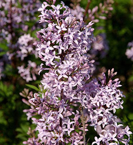 Hochstamm Afghanischer Flieder 80-100cm - Syringa afghanica - lebende Gartenpflanze aus den Baumschulen