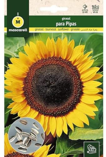 Mascarell Semillas, GIRASOL, Semillas Huerto, GIRASOL PARA PIPAS, Crea tu Propio Huerto Urbano y Cultivo en Casa, Plantas Hortícolas, 10 Gramos