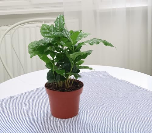 GASMIS - Coffea arabica - Kaffeepflanze - Zimmerpflanzen - Grüne Pflanze -echte Pflanze- Topf 12cm - Höhe ca. 25-40cm