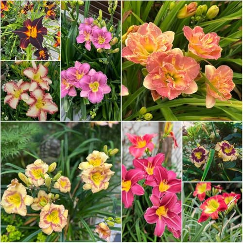 taglilien bonsai garden gartenpflanzen - Hemerocallis middendorffii sommerblumen Seltene Serie blumensamen 150samen