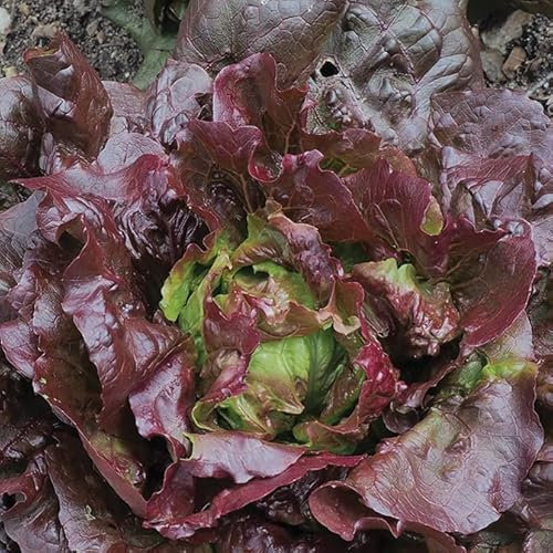 Gardeners Kitchen - Lettuce Plants 'Red Batavian' - 6 X Medium Plug Vegetable Plants.