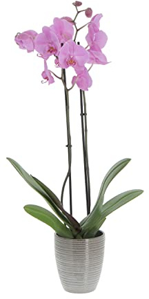 KENTIS - Orchidea Phalaenopsis Rosa - Piante Vere da Appartamento Fiorite - H 60-70 cm Vaso Ø 12 cm