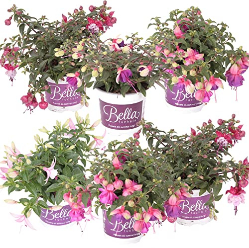 Bloomique - Lot de 6 - Fuchsia retombant - Plante à clochettes - Mélange de couleurs - Plantes de massif - Plantes de jardin - Hauteur 15-20 cm - Pot 10,5 cm