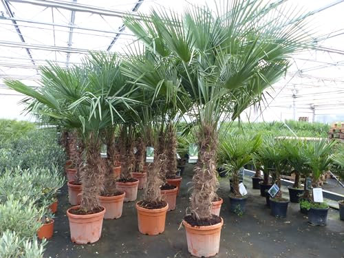 gruenwaren jakubik 3 Stück Trachycarpus Fortunei Palme, winterhart 200-250 cm