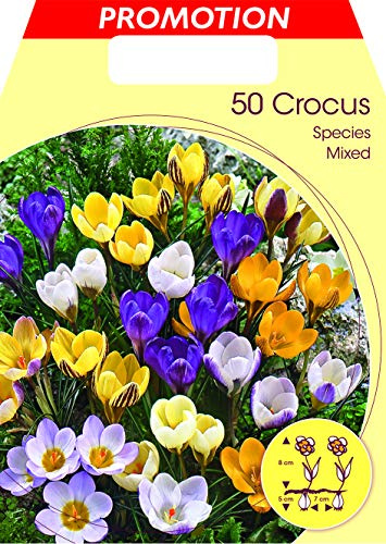 BULBI AUTUNNALI CROCUS SPECIES MIX CONFEZIONE DA 50 BULBI BULBS BULBES