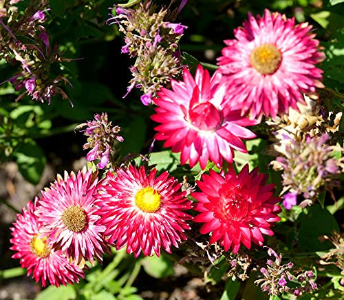Strohblumen Mix - Helichrysum bracteatum - 200 Samen