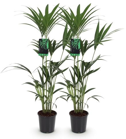 Howea Forsteriana - Palmier Kentia - 2 plantes - 120 - 130 cm - 21 cm - Facile d'entretien - Avec frondes élégantes - Plantes vertes robustes et purifiantes