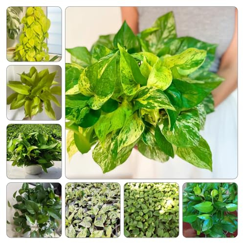 semi Epipremnum aureum - Pothos ornamentali giardino d'appartamento esotiche giardino ufficio decorazione vaso selvatiche di 200pcs