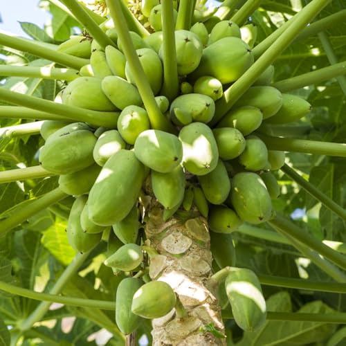 papaya - rari balcone a crescita balcone esotico a prova d'invern 70semi