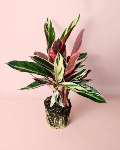 PUR PLANT Stromanthe Triostar | Calatea Tricolor Natural | Planta Tropical de Interior con Hojas Rosadas | Maceta de Ø14 cm