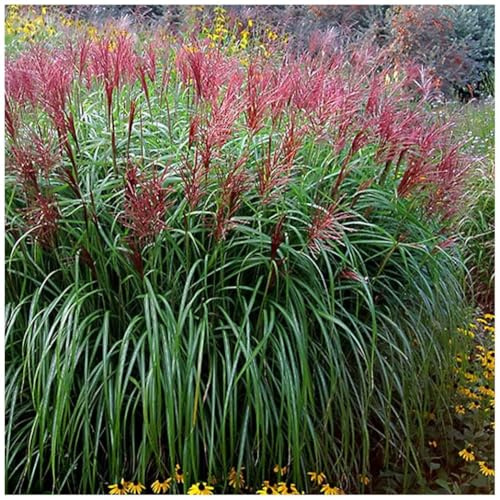 Stauden Gänge 3 x Miscanthus sinensis 'Rotsilber' Rotes Chinaschilf | Rotes Ziergras für Sonne bis Halbschatten, Blüte September bis Oktober, mehrjährig, 1 L Topf