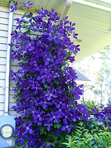 Nouvelles graines de fleurs persistantes de clématite grimpante pour un beau jardin paquet de 100 graines