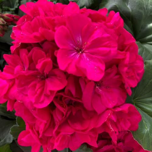 Geranie, magenta, stehend, Topf-Ø 13 cm, 6 Pflanzen