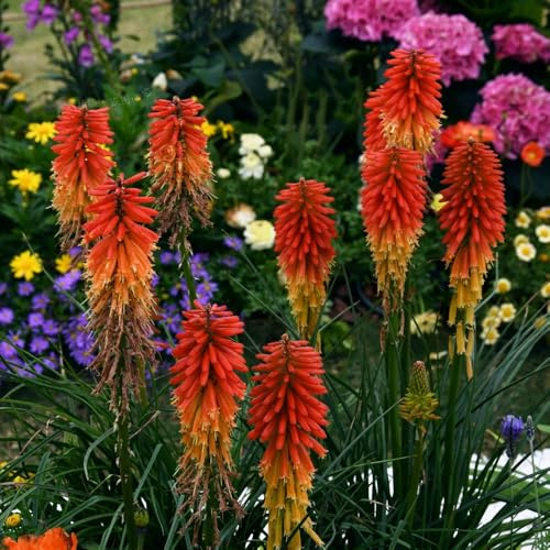 semi di giglio torcia, Le da giardino sono Kniphofia uvaria, semi di resistente 60pcs