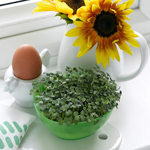 Mustard Cress Herb Seeds Hardy Annual Easy to Grow On Your Own 1 Packet of Seeds by Thompson & Morgan