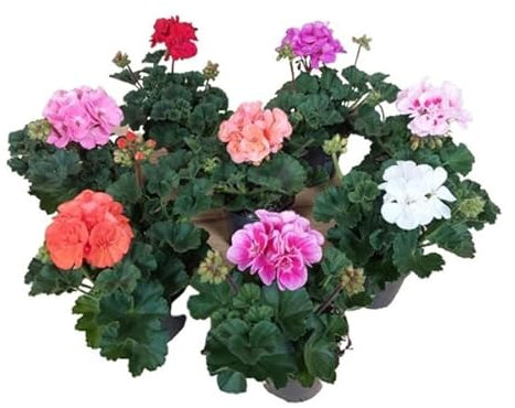 Geranio - Pack 8 Unidades - Plantas Vivas - Geranios Naturales con Flores de Colores